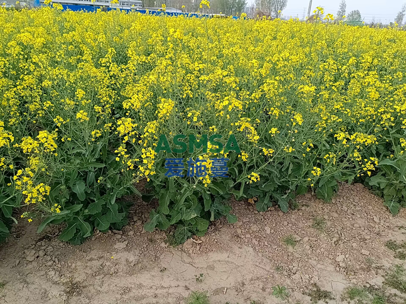 油菜施肥—愛施蔓蔓葉流體有機(jī)氮肥