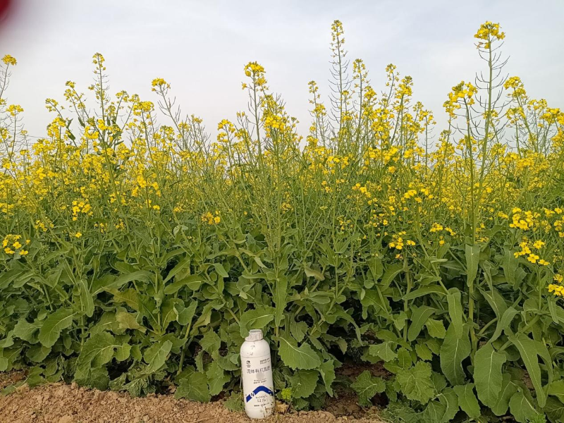 油菜施肥—愛施蔓蔓葉流體有機(jī)氮肥