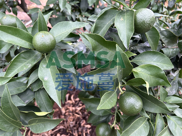 柑橘施肥用什么水溶肥好？錢(qián)大姐認(rèn)可愛(ài)施蔓