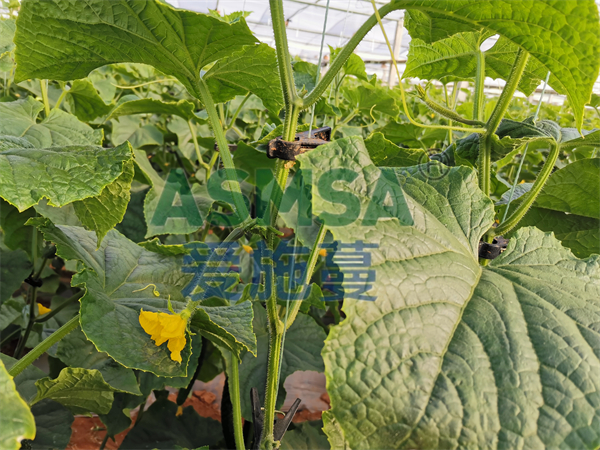 微生物菌劑為何如此受歡迎，王總告訴你答案
