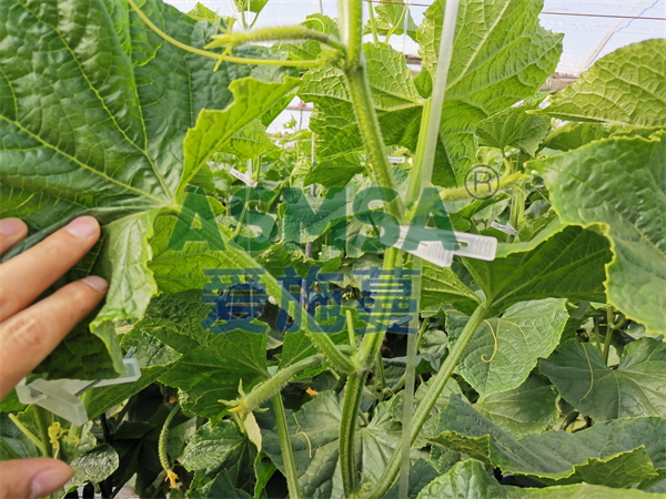 黃瓜施肥-愛施蔓蔓葉水溶肥