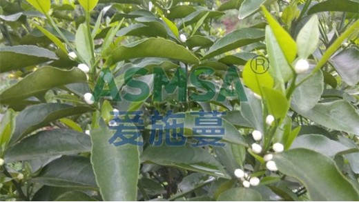 微生物菌劑是如何解決土傳病害的？