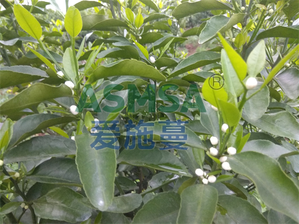 柑橘施肥-愛施蔓蔓葉水溶肥