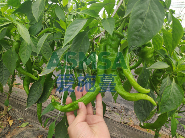 辣椒施肥-愛施蔓蔓葉水溶肥