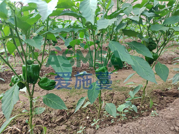 辣椒施肥-愛施蔓蔓葉水溶肥