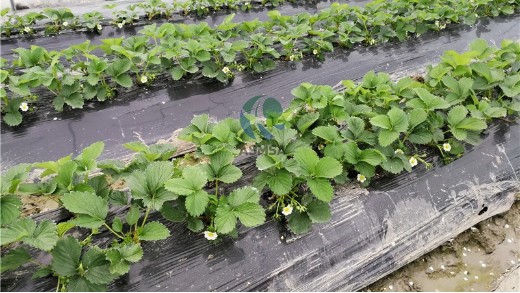 草莓種植水肥管理要重視