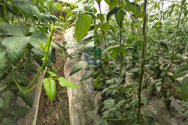 豆角-愛施蔓蔓葉水溶肥
