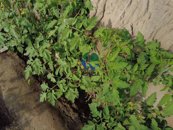 番茄-愛(ài)施蔓蔓葉水溶肥