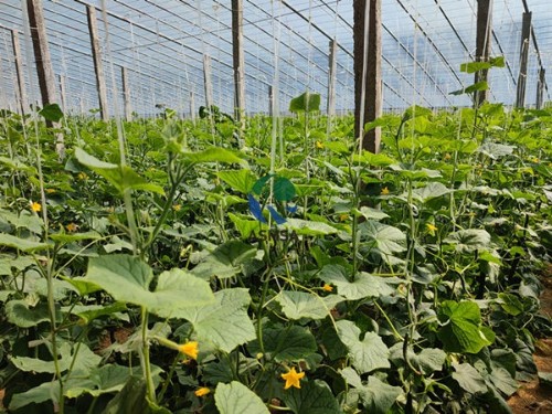 黃瓜種植用什么肥料好