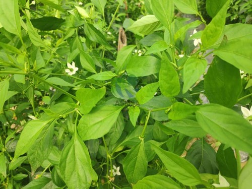 種植作物，用什么生根劑生根快？