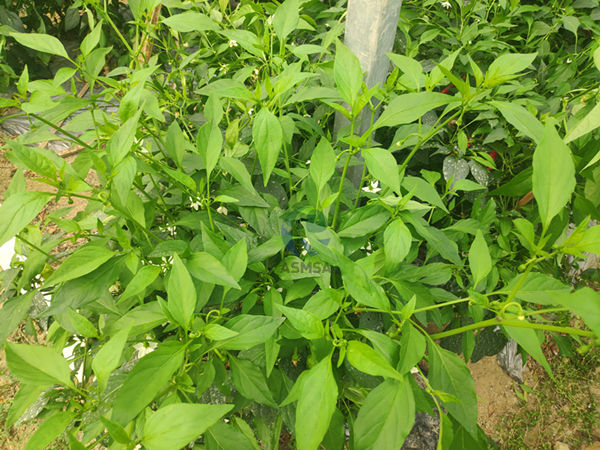 辣椒-愛施蔓蔓葉水溶肥