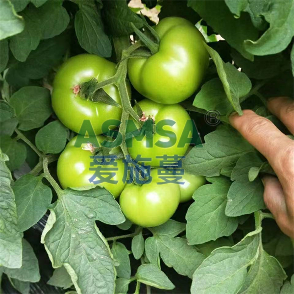 番茄施肥-愛施蔓蔓葉水溶肥