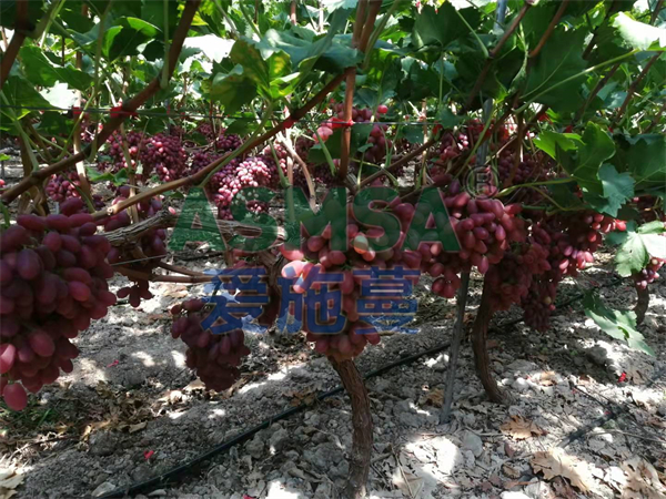 葡萄施肥用什么水溶肥好？沈大姐認(rèn)可蔓葉