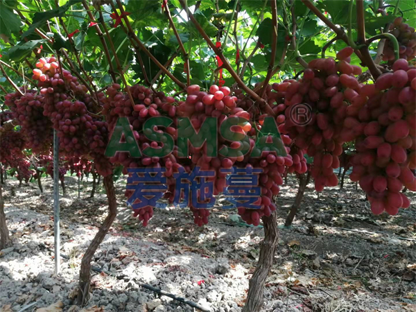 葡萄施肥-愛施蔓蔓葉水溶肥
