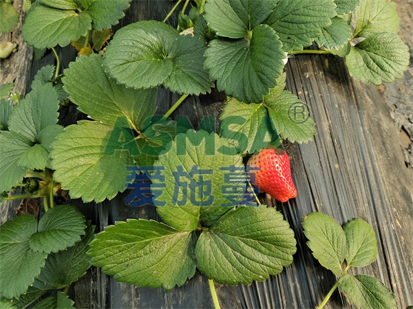 草莓施肥-愛施蔓蔓葉水溶肥