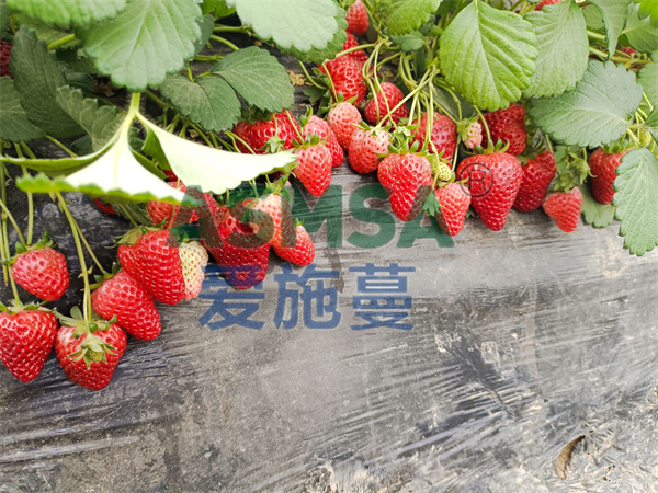 磷酸二氫鉀哪個品牌好？鄧總經(jīng)驗之談
