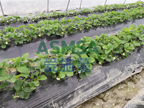 草莓施肥-愛(ài)施蔓蔓葉水溶肥