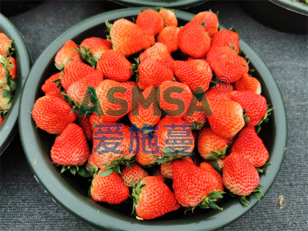 草莓施肥-愛施蔓蔓葉水溶肥