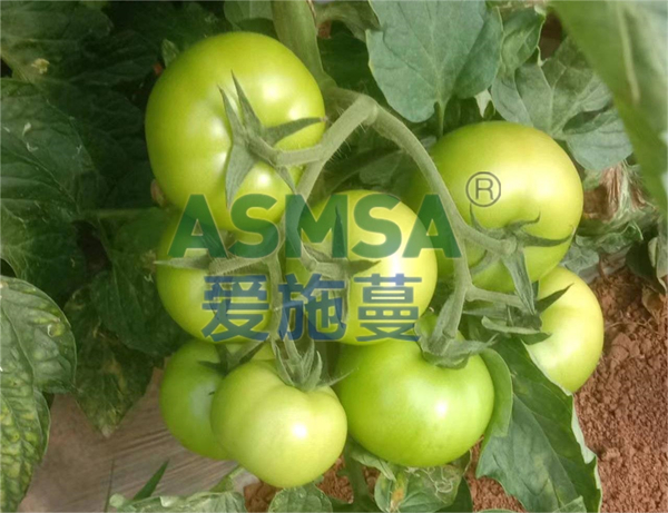 西紅柿定植用什么水溶肥好，王大哥推薦蔓葉