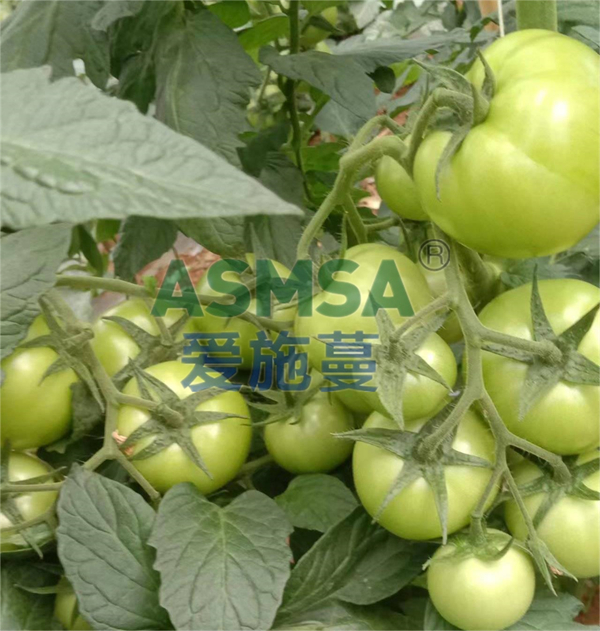 番茄施肥-愛施蔓蔓葉水溶肥