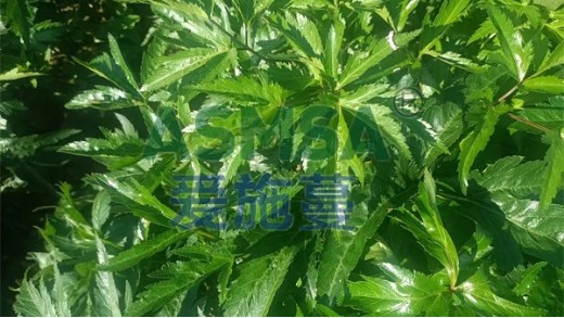 為什么施用葉面肥？