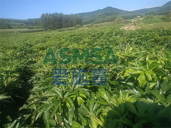 當(dāng)歸施肥-愛(ài)施蔓蔓葉水溶肥