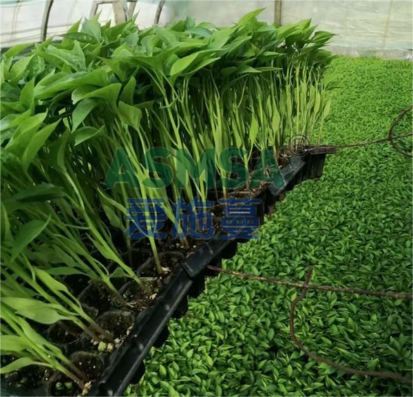 辣椒施肥-愛施蔓蔓葉水溶肥
