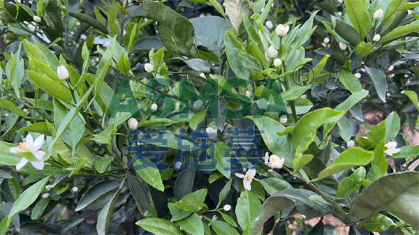 柑橘施肥-愛(ài)施蔓蔓葉水溶肥