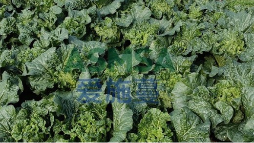葉菜類蔬菜用什么水溶肥好？