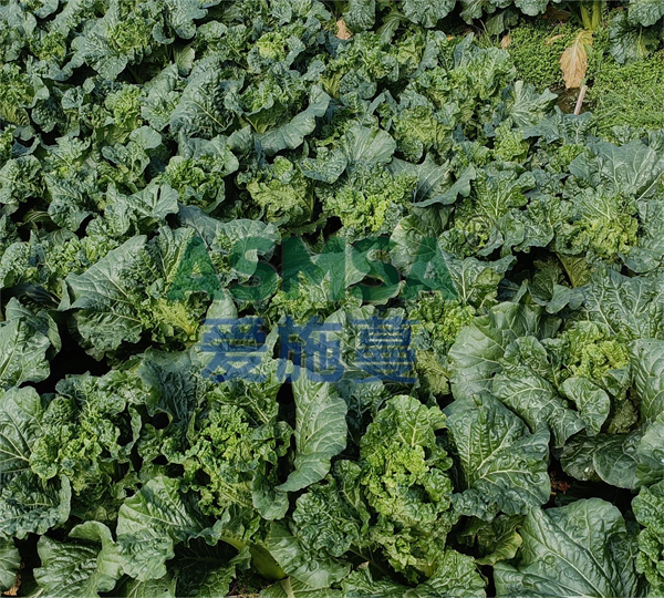 葉菜施肥-愛施蔓蔓葉水溶肥