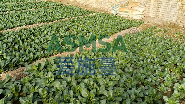 葉菜施肥-愛施蔓蔓葉水溶肥