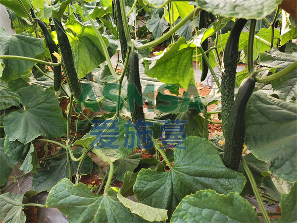 種植黃瓜用什么水溶肥好？丁大姐選擇愛施蔓