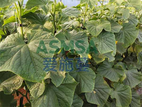 微生物菌劑如何選擇？馮大哥選擇蔓葉
