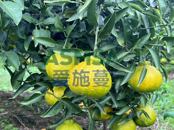 為什么要施用微量元素肥？