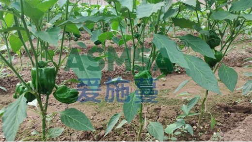 水溶肥使用時(shí)要注意什么？