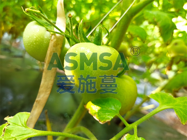 水溶肥如何選擇？王總告訴你答案