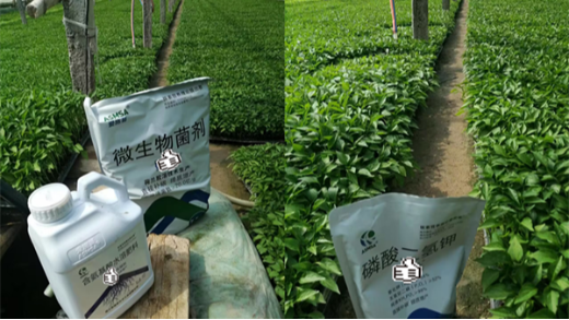 辣椒種植管理攻略