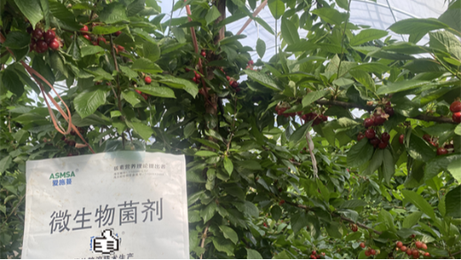 櫻桃種植：突破技術(shù)瓶頸，收獲甜蜜碩果