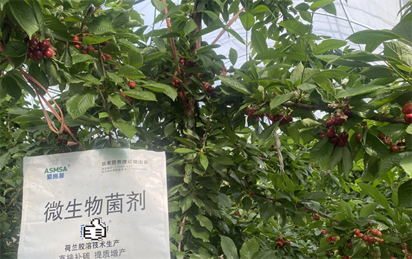 櫻桃種植-愛施蔓蔓葉微生物菌劑