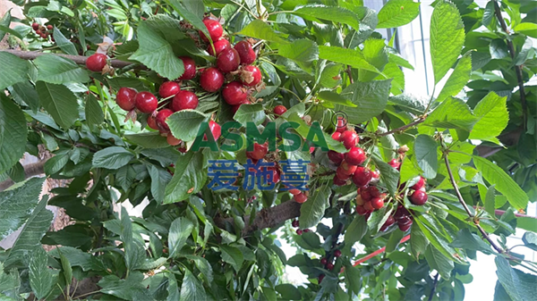 櫻桃種植-愛施蔓蔓葉水溶肥