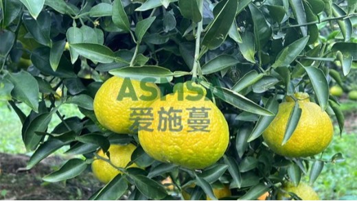 好的水溶肥特點有哪些