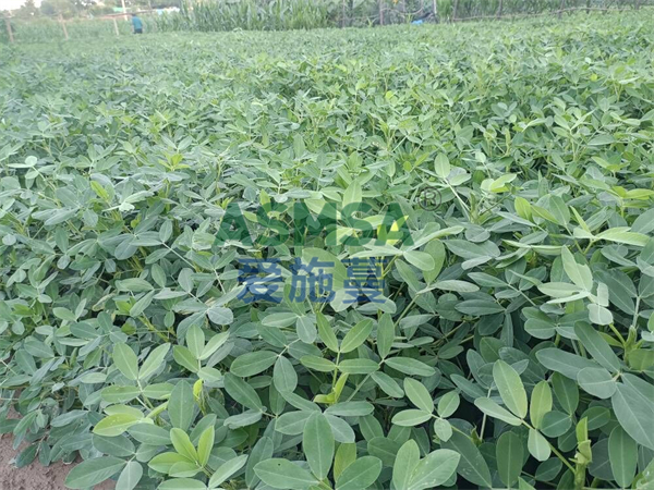 花生施肥-愛施蔓蔓葉水溶肥