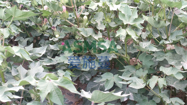 棉花施肥-愛施蔓蔓葉水溶肥