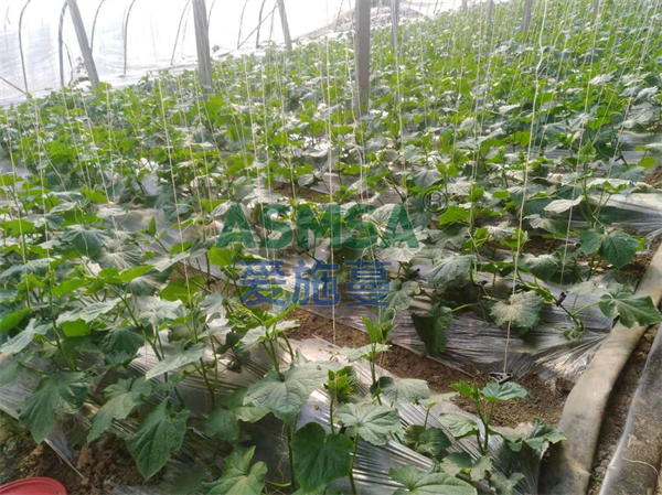 黃瓜施肥-愛施蔓蔓葉水溶肥