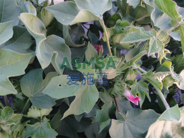 棉花施肥-愛施蔓蔓葉水溶肥