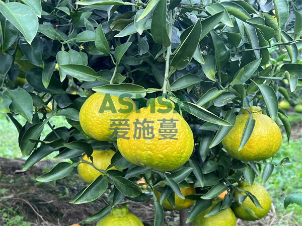 柑橘施肥-愛施蔓蔓葉水溶肥