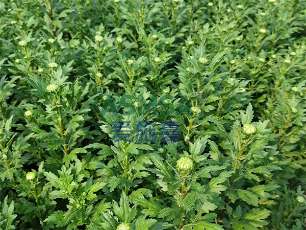 水溶肥哪個(gè)好？王總認(rèn)可愛(ài)施蔓