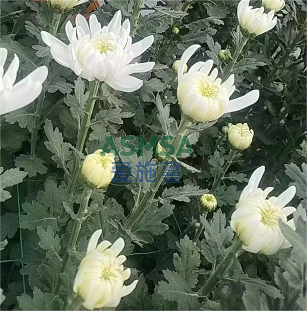 菊花施肥-愛施蔓蔓葉水溶肥