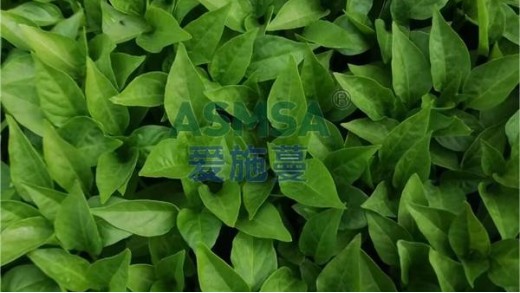 水溶肥廠家哪家好？