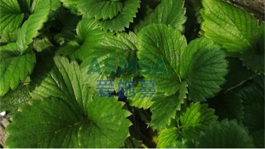 水溶肥是什么樣的肥料？